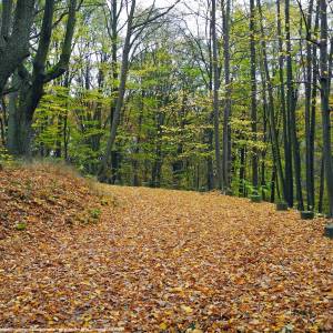 Park pałacowy w Kamieńcu Ząbkowickim - kamieniec schlosspark kolonnade 1