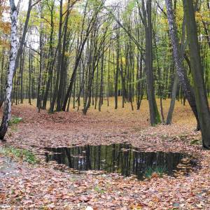 Park pałacowy w Kamieńcu Ząbkowickim - kamieniec schlosspark teich 15