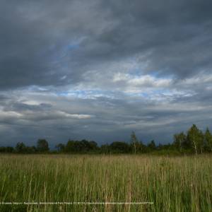 Ścieżka przyrodnicza „Długa Luka” - bagno lawki biebrza national park poland 4664542858