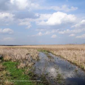 Bagno Ławki - 160416 swamp lawki long luka biebrza national park pl 02
