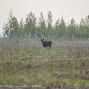 Wieża widokowa Bagno Ławki - lawki marshes 02js biebrza national park poland