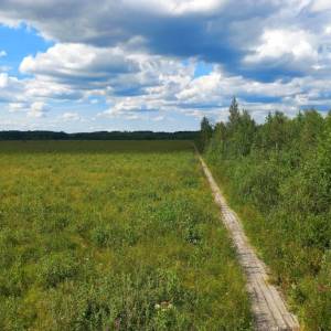 Kładka turystyczna Nowy Lipsk - sciezka przyrodnicza szuszalewo jalowo nowy lipsk1