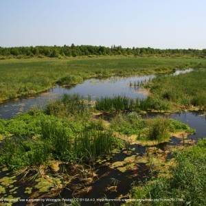 Rzeka Biebrza - biebrza lipsk2 17 07 2009 p