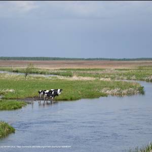 Rzeka Biebrza - biebrza national park wrocen