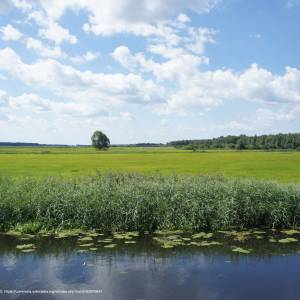 Rzeka Biebrza - pol biebrza river 04