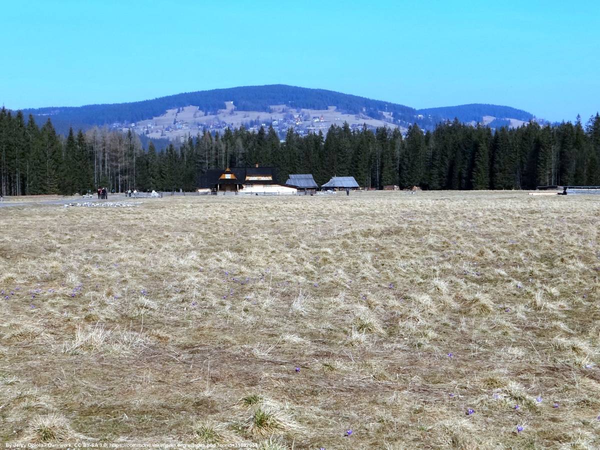 Butorowy Wierch (1160 m n.p.m.) - palenica koscieliska t79