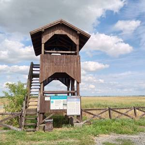 Wieża widokowa "Olszynki" - wieza widokowa olszynki 10