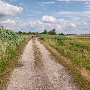 Ścieżka przyrodnicza "Na dwóch kółkach przez Polder Północny" - sciezka przyrodnicza na dwoch kolkach przez polder polnocny 13
