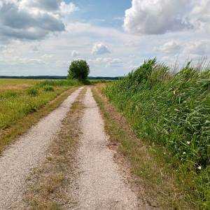 Ścieżka przyrodnicza "Na dwóch kółkach przez Polder Północny" - sciezka przyrodnicza na dwoch kolkach przez polder polnocny 14