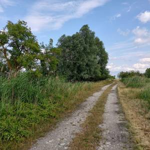 Ścieżka przyrodnicza "Na dwóch kółkach przez Polder Północny" - sciezka przyrodnicza na dwoch kolkach przez polder polnocny 15