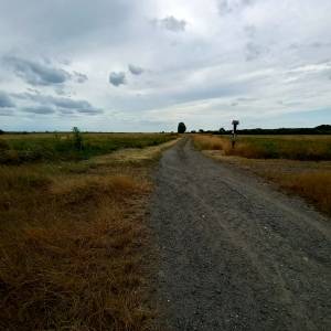 Ścieżka przyrodnicza "Na dwóch kółkach przez Polder Północny" - sciezka przyrodnicza na dwoch kolkach przez polder polnocny 22
