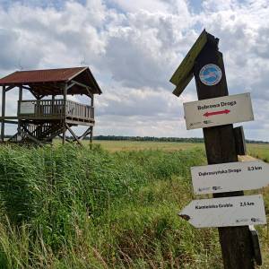 Wieża widokowa przy Bobrowej Drodze - wieza widokowa przy bobrowej drodze 11