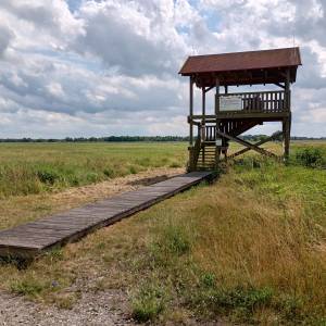 Wieża widokowa przy Bobrowej Drodze - wieza widokowa przy bobrowej drodze 13