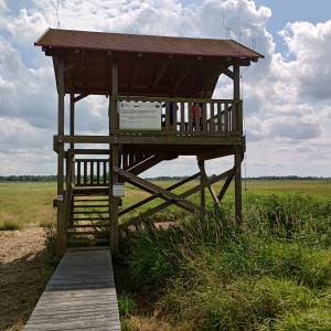 Wieża widokowa przy Bobrowej Drodze - wieza widokowa przy bobrowej drodze 14