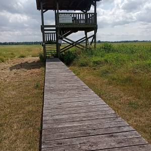 Wieża widokowa przy Bobrowej Drodze - wieza widokowa przy bobrowej drodze 8