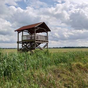 Wieża widokowa przy Bobrowej Drodze - wieza widokowa przy bobrowej drodze 9