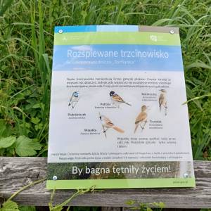 Ścieżka spacerowa "Torfianka" - sciezka spacerowa torfianka 17