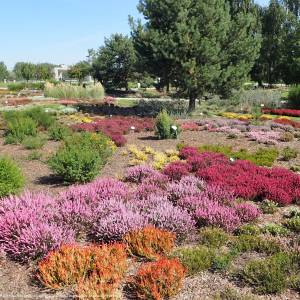 Ogród Botaniczny w Kielcach - botanical garden in kielce kz22