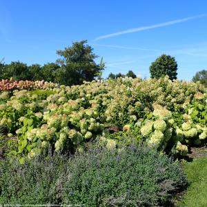 Ogród Botaniczny w Kielcach - botanical garden in kielce kz25