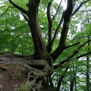 Piaskowa Góra - piaskowa gora 38