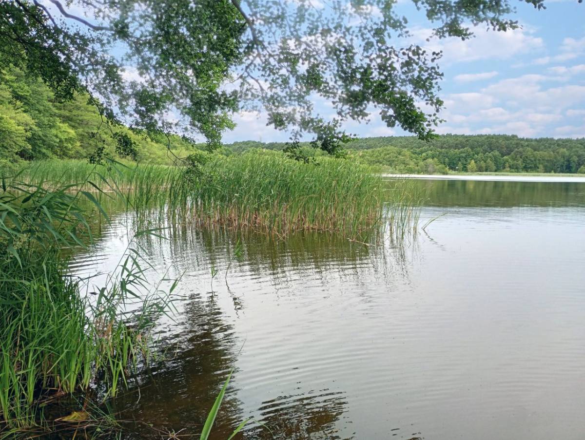 Jezioro Żółwińskie - jezioro zolwinskie