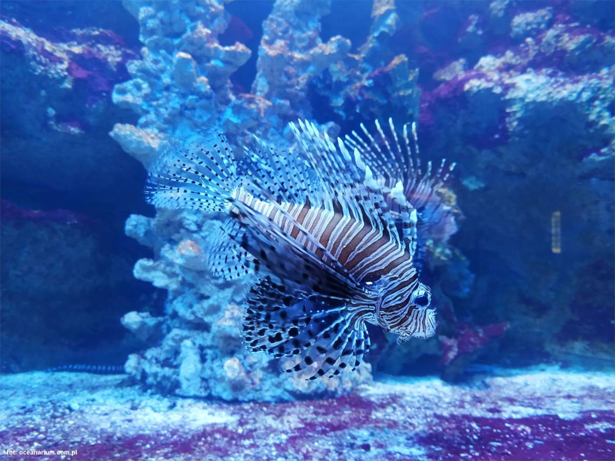 Oceanarium Międzyzdroje - oceanarium miedzyzdroje 5