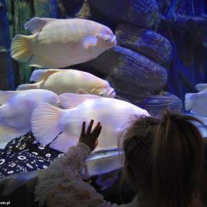 Oceanarium Międzyzdroje - oceanarium miedzyzdroje 12