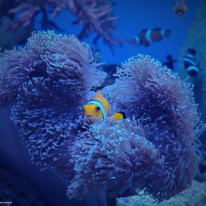 Oceanarium Międzyzdroje - oceanarium miedzyzdroje 2