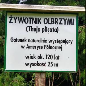 Żywotnik Olbrzymi Warnowo - zywotnik olbrzymi 1