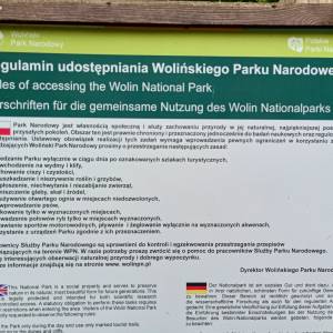 Żywotnik olbrzymi w Warnowie - zywotnik olbrzymi w warnowie 11