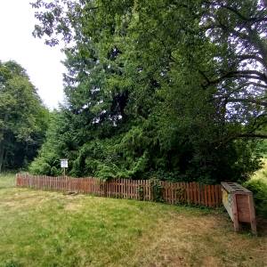 Żywotnik olbrzymi w Warnowie - zywotnik olbrzymi w warnowie 13
