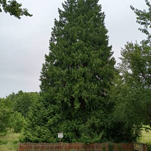 Żywotnik olbrzymi w Warnowie - zywotnik olbrzymi w warnowie 3