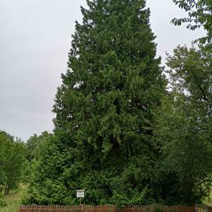Żywotnik olbrzymi w Warnowie - zywotnik olbrzymi w warnowie 7