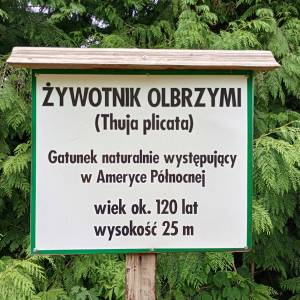 Żywotnik olbrzymi w Warnowie - zywotnik olbrzymi w warnowie 8
