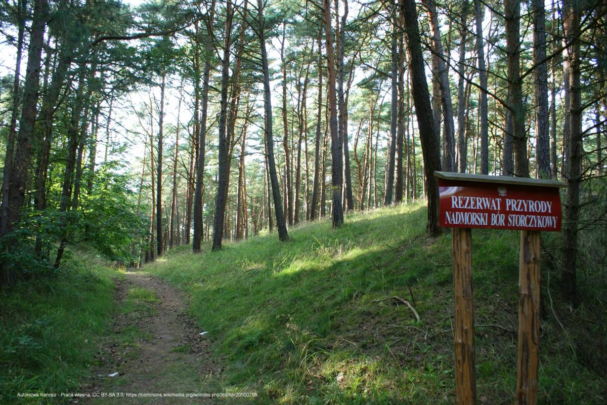 Rezerwat przyrody Nadmorski Bór Storczykowy - nadmorski bor reserve