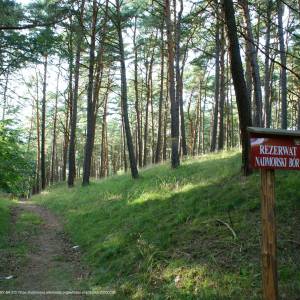 Rezerwat przyrody Nadmorski Bór Storczykowy - nadmorski bor reserve