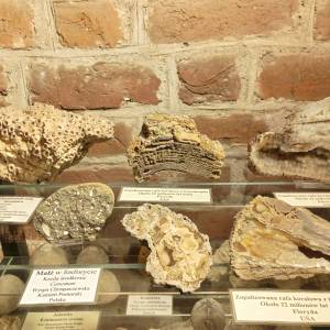 Muzeum Kamieni w Kamieniu Pomorskim - muzeum kamieni w kamieniu pomorskim 14