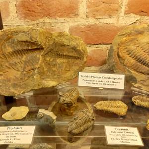 Muzeum Kamieni w Kamieniu Pomorskim - muzeum kamieni w kamieniu pomorskim 15