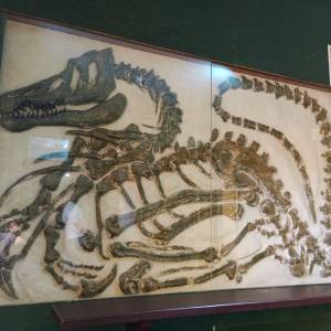 Muzeum Kamieni w Kamieniu Pomorskim - muzeum kamieni w kamieniu pomorskim 17