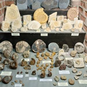 Muzeum Kamieni w Kamieniu Pomorskim - muzeum kamieni w kamieniu pomorskim 23