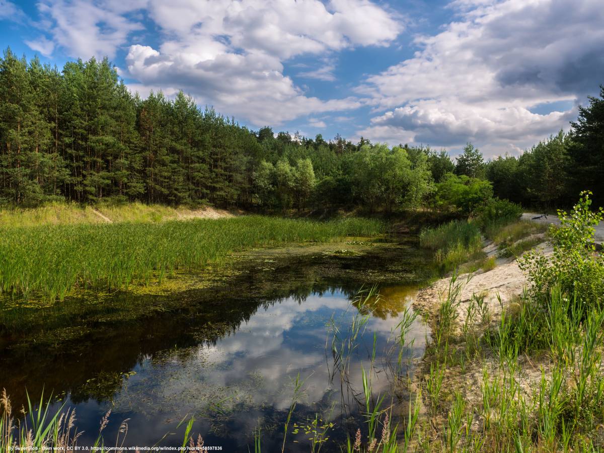 Stobrawski Park Krajobrazowy - stobrawski park krajobrazowy stawek przy wydmach kosowice