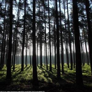 Stobrawski Park Krajobrazowy - bor o swicie