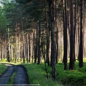 Stobrawski Park Krajobrazowy - droga przez bor