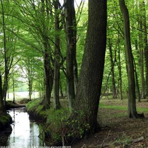 Stobrawski Park Krajobrazowy - grad nad grabica