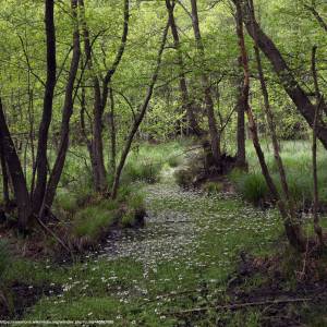 Stobrawski Park Krajobrazowy - ols