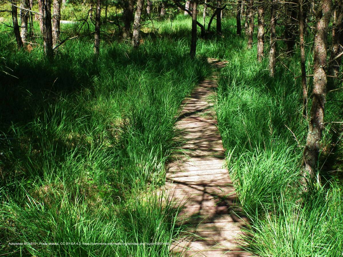 Pętla Lipnickiego - lipnicki loop bory tucholskie np 7