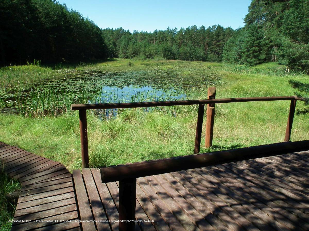 Platforma widokowa Drzewicz - lipnicki loop bory tucholskie np 5