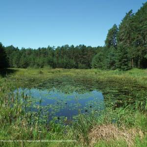 Platforma widokowa Drzewicz - lipnicki loop bory tucholskie np 3