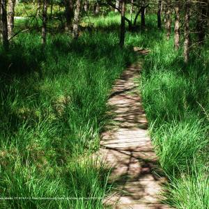 Platforma widokowa Drzewicz - lipnicki loop bory tucholskie np 7