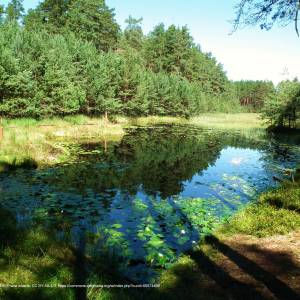 Platforma widokowa Drzewicz - lipnicki loop bory tucholskie np 8
